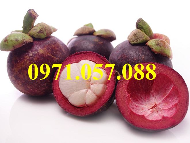 GIỐNG CÂY MĂNG CỤT